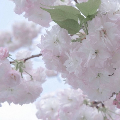 兽设古风元素融合兽圈社群